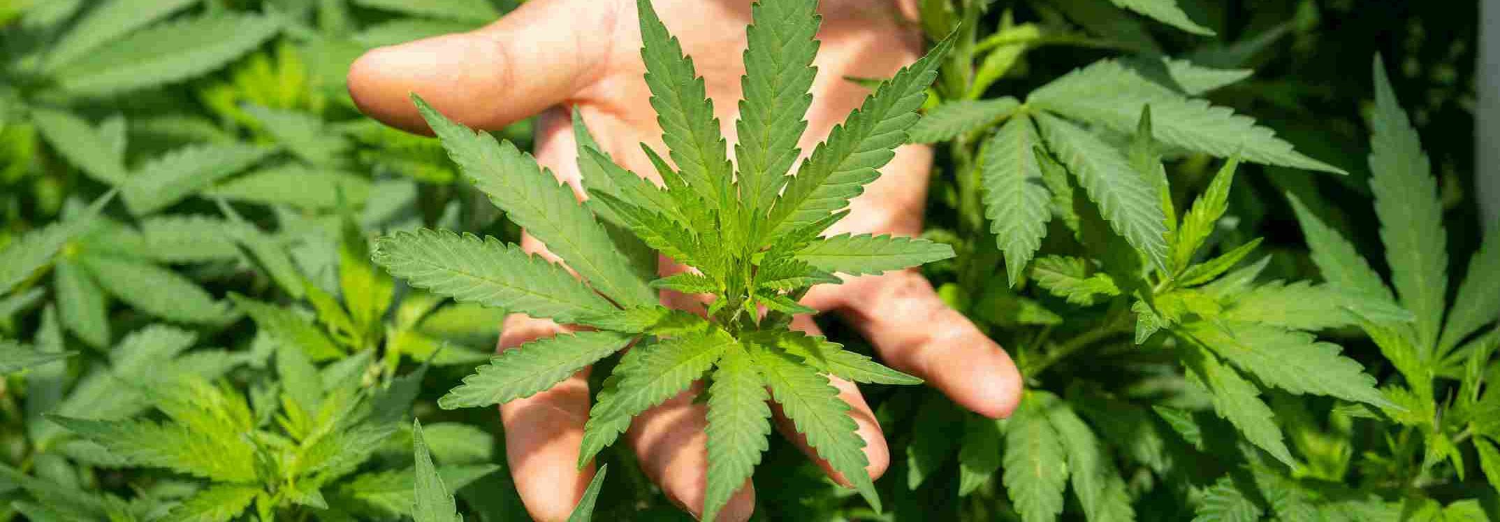 10-OH-HHC : Un nouveau venu prometteur dans le monde du CBD